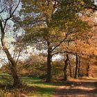 Herbst in meine Hainmat