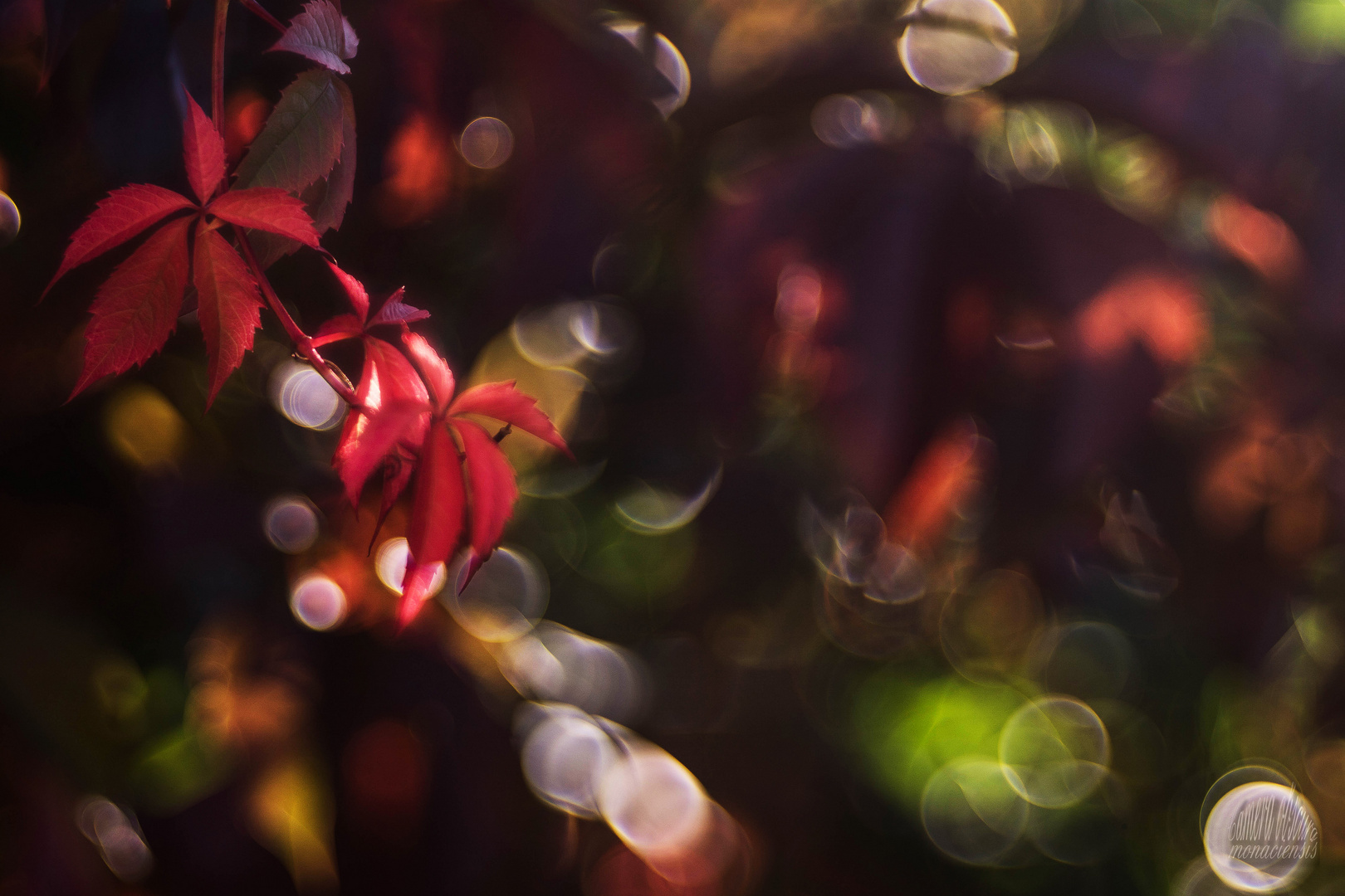 Herbst in meinem Garten