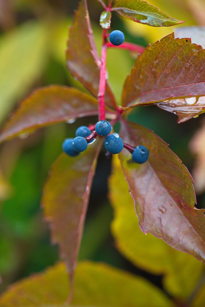 Herbst in meinem Garten