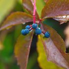 Herbst in meinem Garten