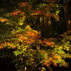 Herbst in meinem Garten