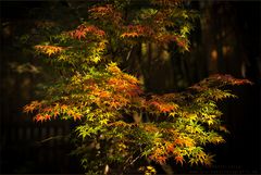 Herbst in meinem Garten