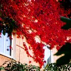 Herbst in meinem Garten