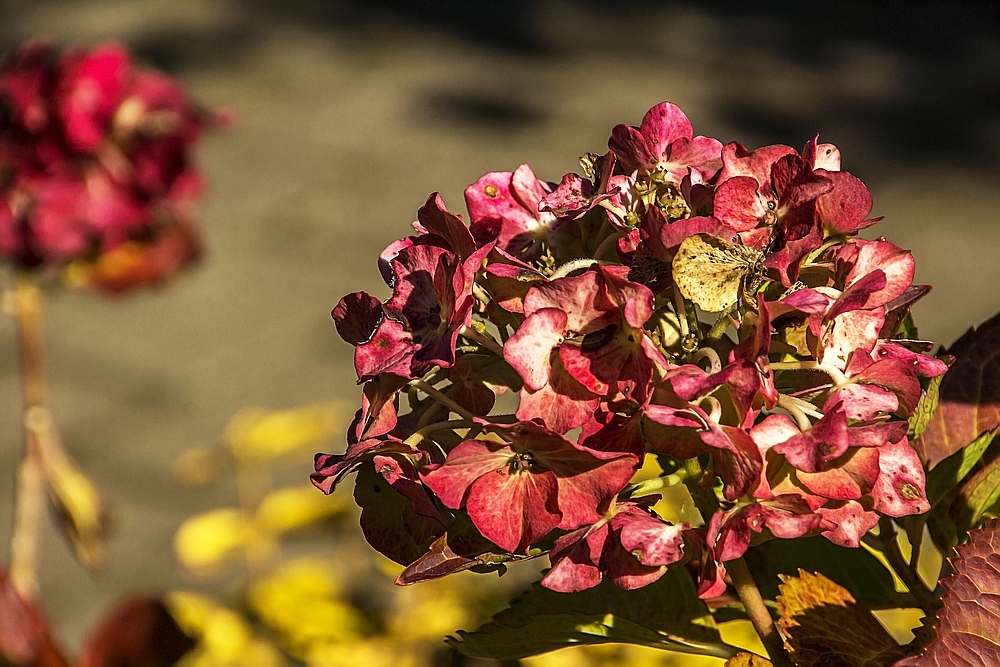 Herbst in meinem Garten