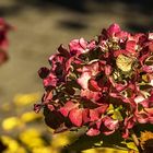 Herbst in meinem Garten