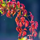 Herbst in meinem Garten