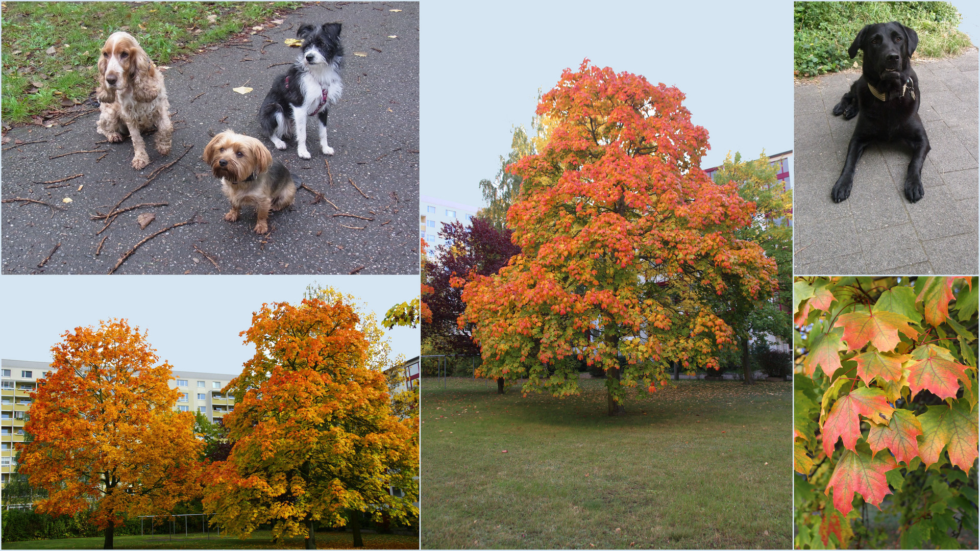 Herbst in meinem Wohngebiet