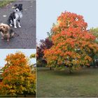 Herbst in meinem Wohngebiet