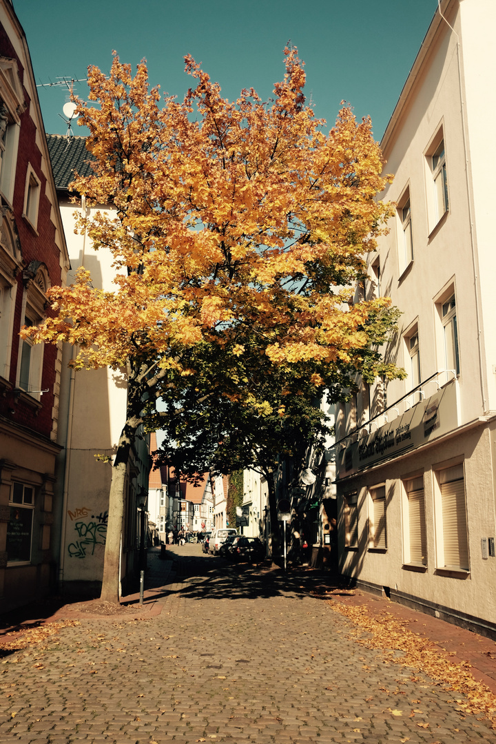 Herbst in Minden