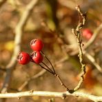 Herbst in Miniatur