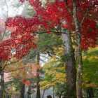 Herbst in Miyajima (Japan)