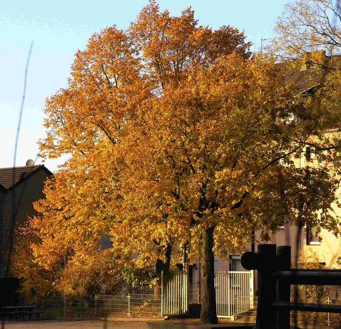 Herbst in Mönchengladbach