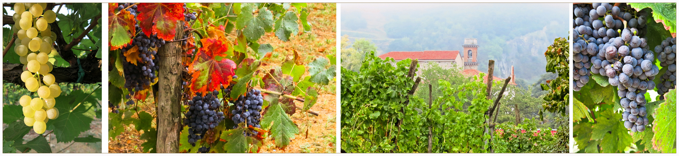 Herbst in Montegrotto und die Trauben warten schon auf die Lese