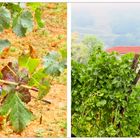 Herbst in Montegrotto und die Trauben warten schon auf die Lese