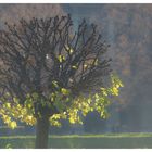 Herbst in München II