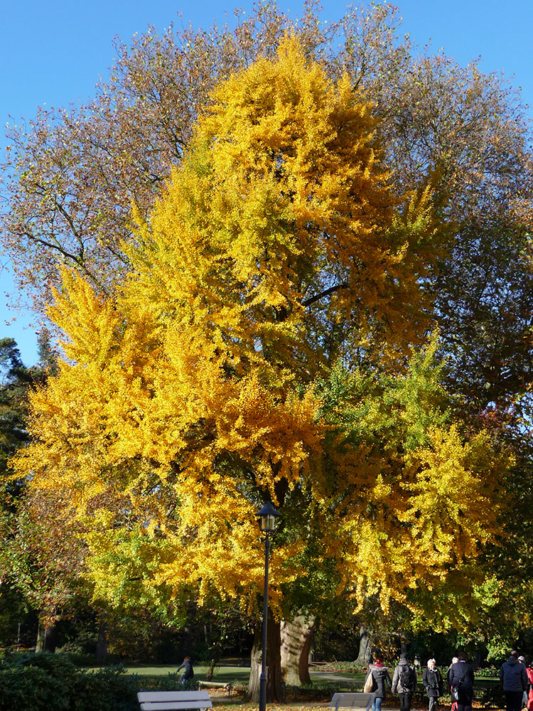 Herbst in Münster I