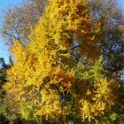 Herbst in Münster I