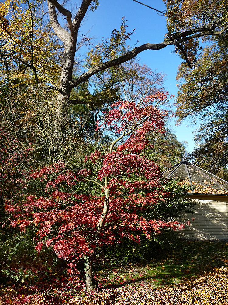 Herbst in Münster II