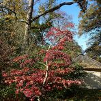 Herbst in Münster II