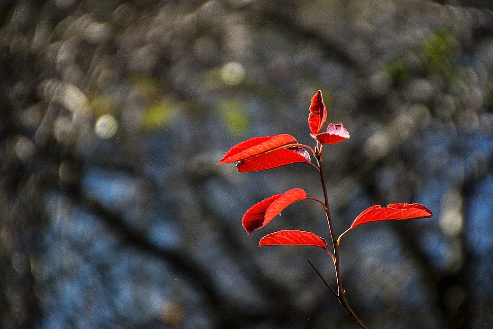 Herbst in Nachbars Garten