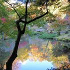 Herbst in Narita