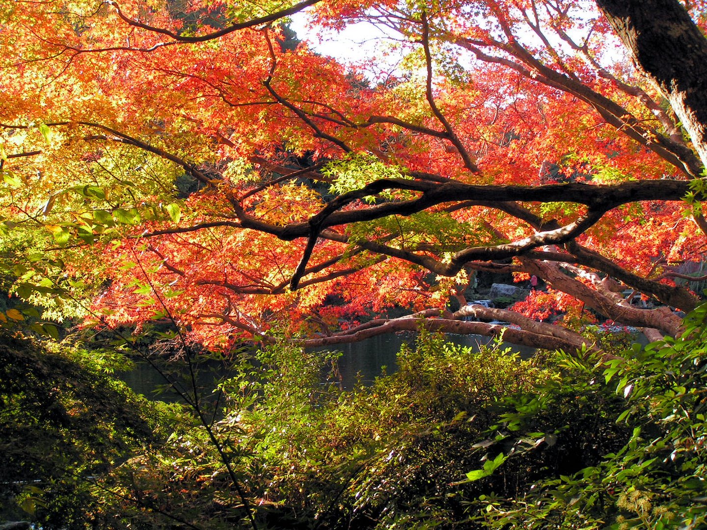 Herbst in Narita