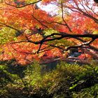 Herbst in Narita