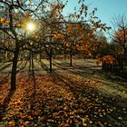 Herbst in Neu Anspach