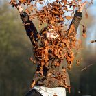 Herbst in Neuss