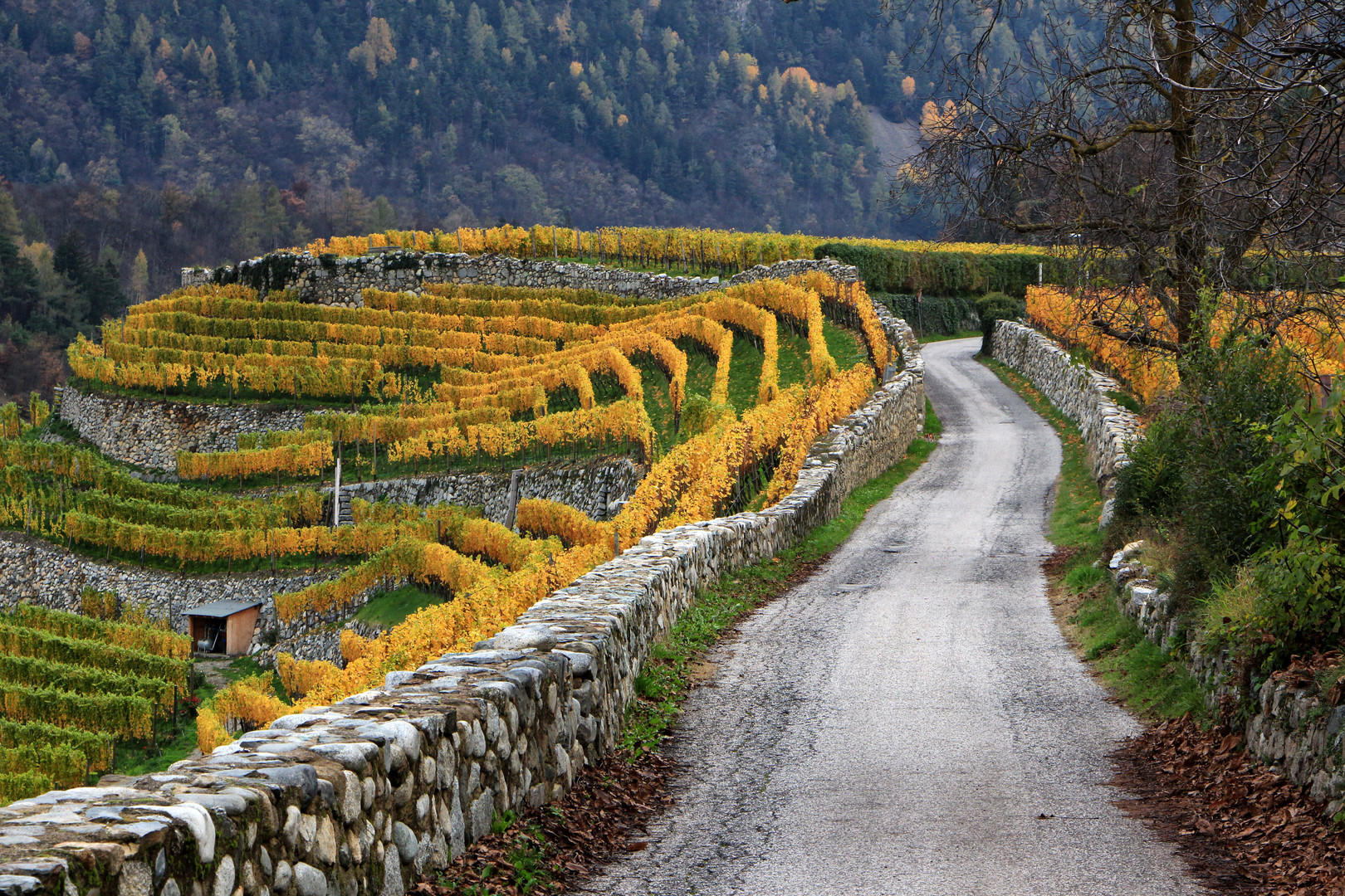 Herbst in Neustift