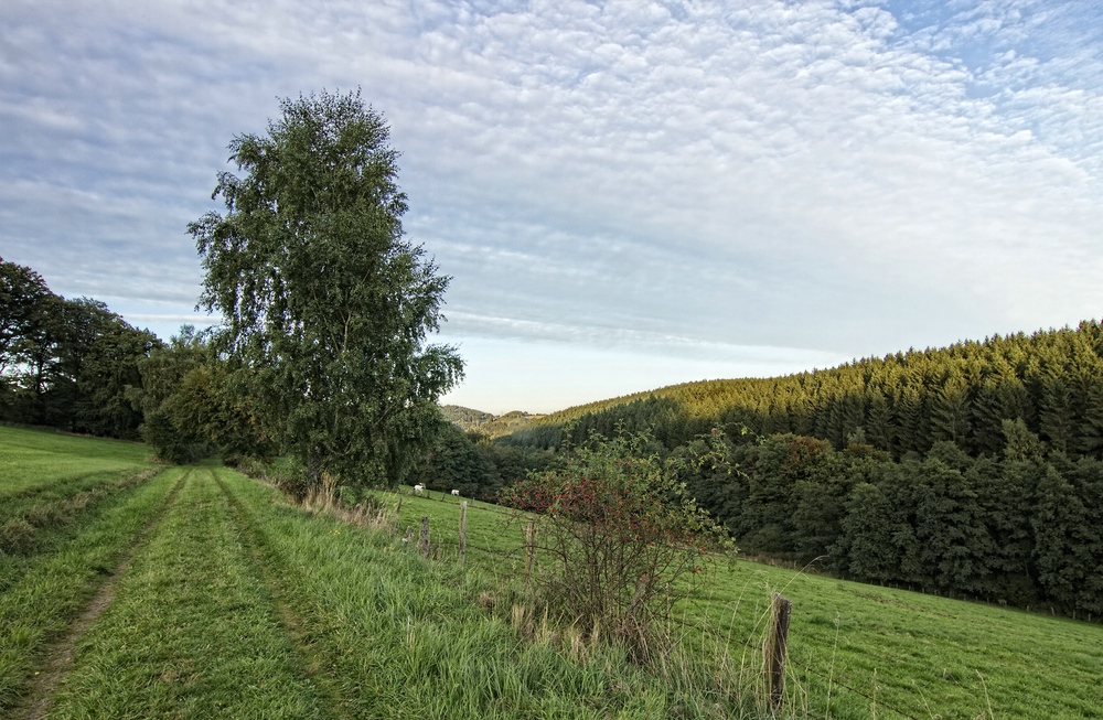 Herbst in Niederholte