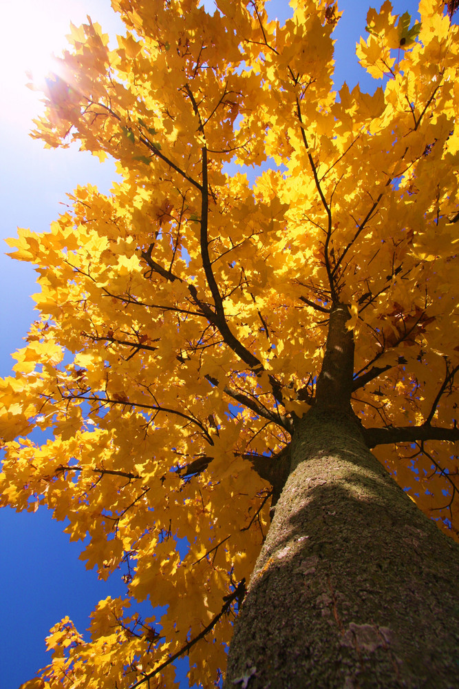 Herbst in Niederlenz 2009 1