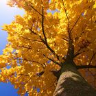 Herbst in Niederlenz 2009 1