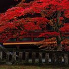 Herbst in Nikko