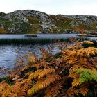 Herbst in Nord Schottland - 3