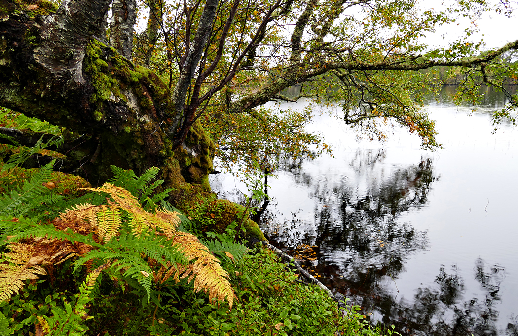 Herbst in Nord Schottland - 4