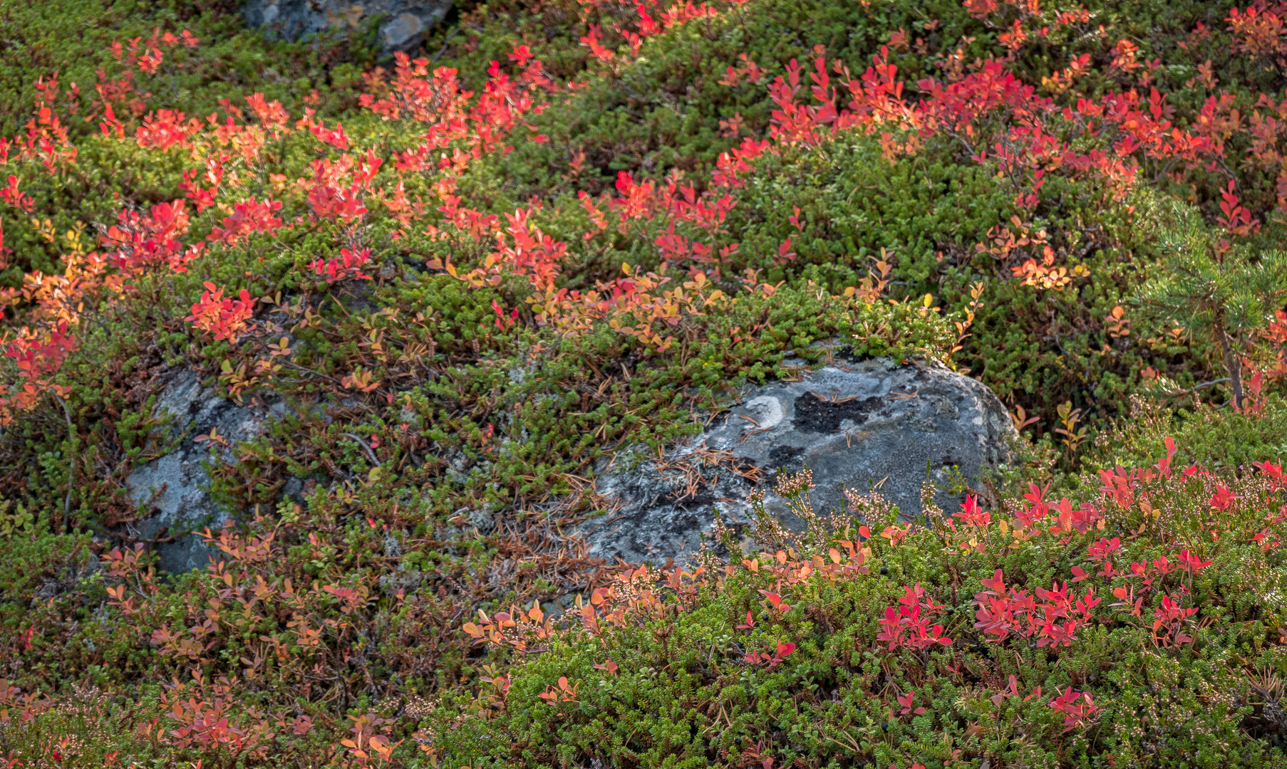 Herbst in Norwegen