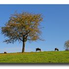 Herbst in Oberharmersbach NO.6