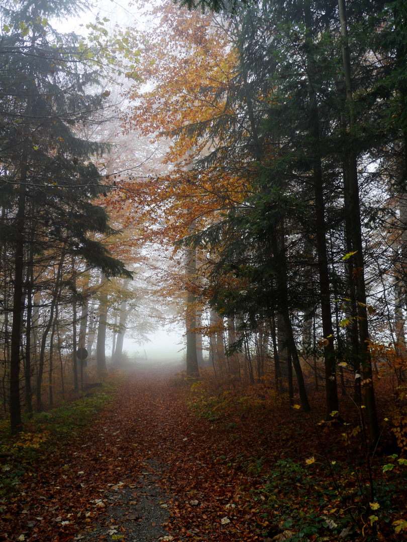 Herbst in Oberschwaben 4