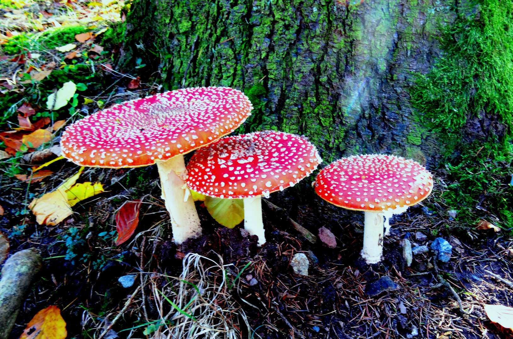 Herbst in Odenwald 