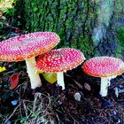 Herbst in Odenwald 