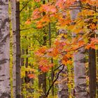 Herbst in Ontario Kanada