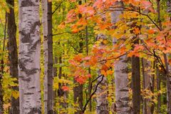 Herbst in Ontario Kanada