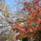 Herbst in Osaka