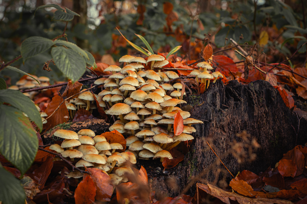 Herbst in Ostholstein