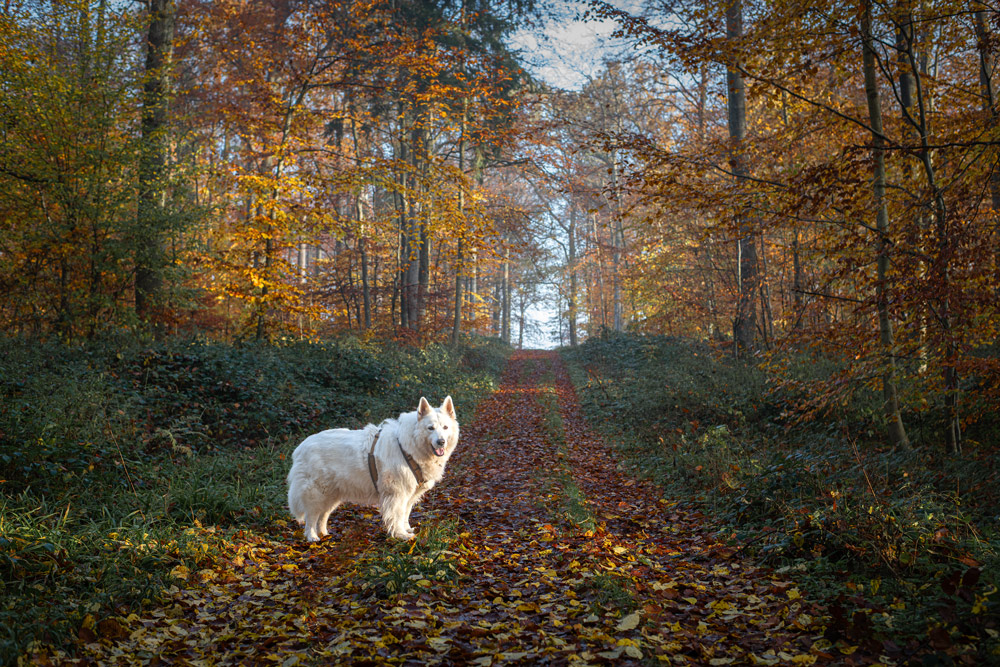 Herbst in Ostholstein