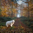 Herbst in Ostholstein