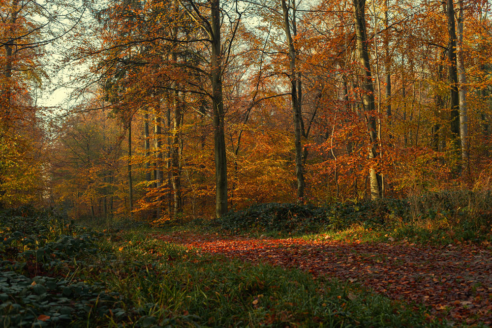 Herbst in Ostholstein