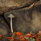 Herbst in Ostholstein