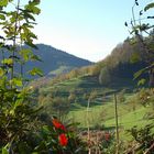 Herbst in Ottenhöfen